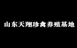 山東天翔珍禽養殖基地