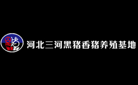 河北三河黑豬香豬散養放養養殖基地