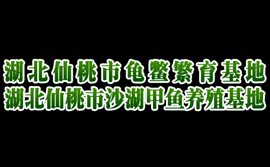 湖北仙桃市沙湖鎮生態龜鱉繁殖基地