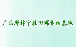 廣西那林寧勝田螺養殖基地